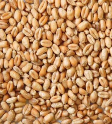 Wheat